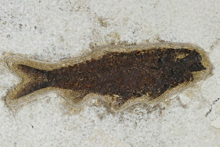 Large, Fossil Fish (Knightia) - Green River Formation #117143